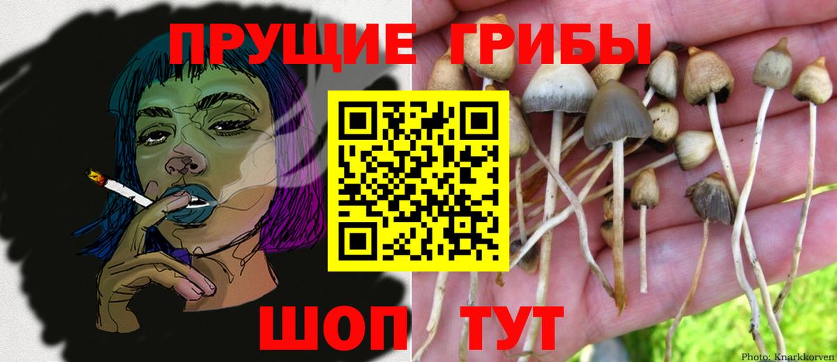Галлюциногенные грибы Psilocybe Гусиноозёрск